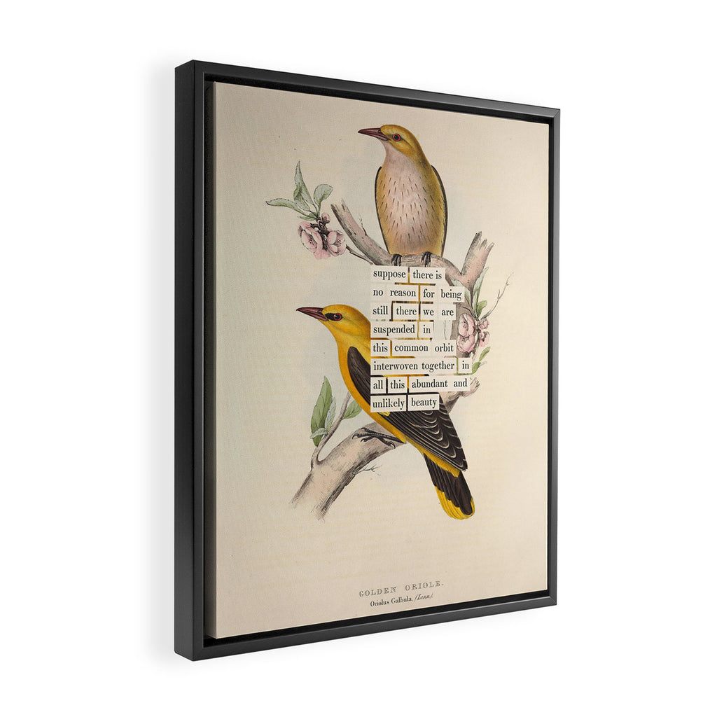 Bird Divinations: Golden Oriole (about: almanacofbirds.org) Framed Canvas Print Gallery Image 2