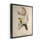 Bird Divinations: Golden Oriole (about: almanacofbirds.org) Framed Canvas Print Gallery Image 2