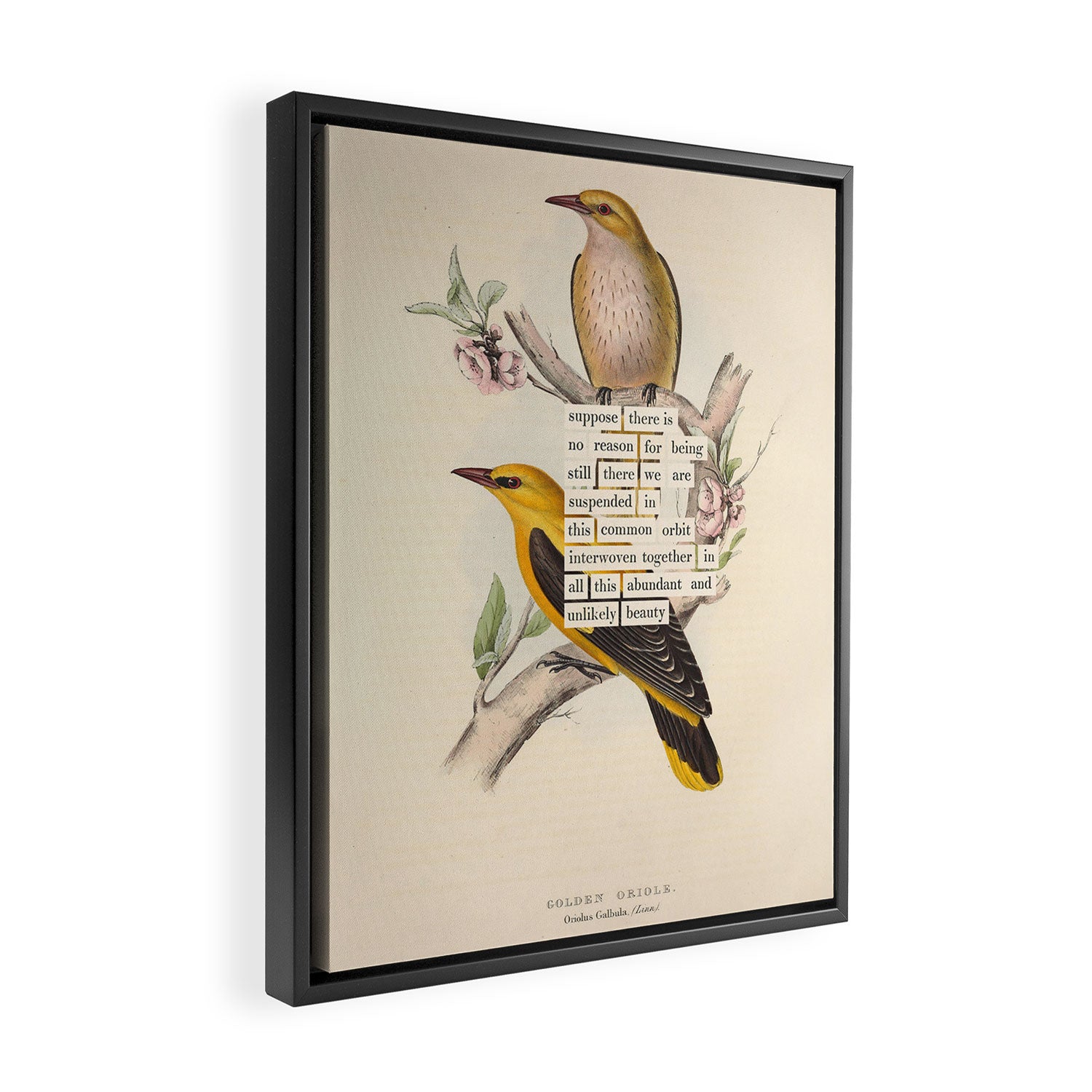 Bird Divinations: Golden Oriole (about: almanacofbirds.org) Framed Canvas Print Gallery Image 2