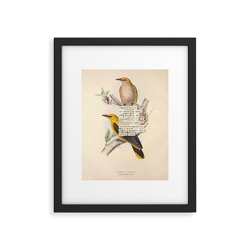 Bird Divinations: Golden Oriole (about: almanacofbirds.org) Framed Art Print Gallery Image 4