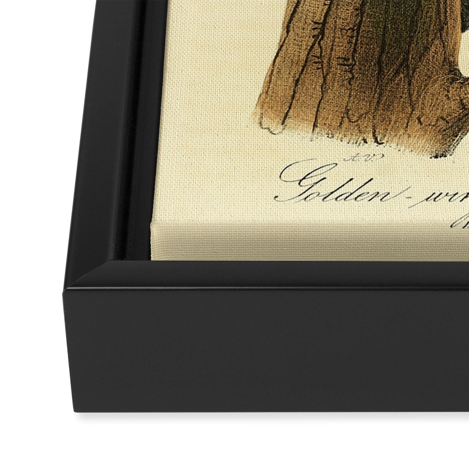 Bird Divinations: Golden-Winged Woodpecker (about: almanacofbirds.org) Framed Canvas Print Gallery Image 3