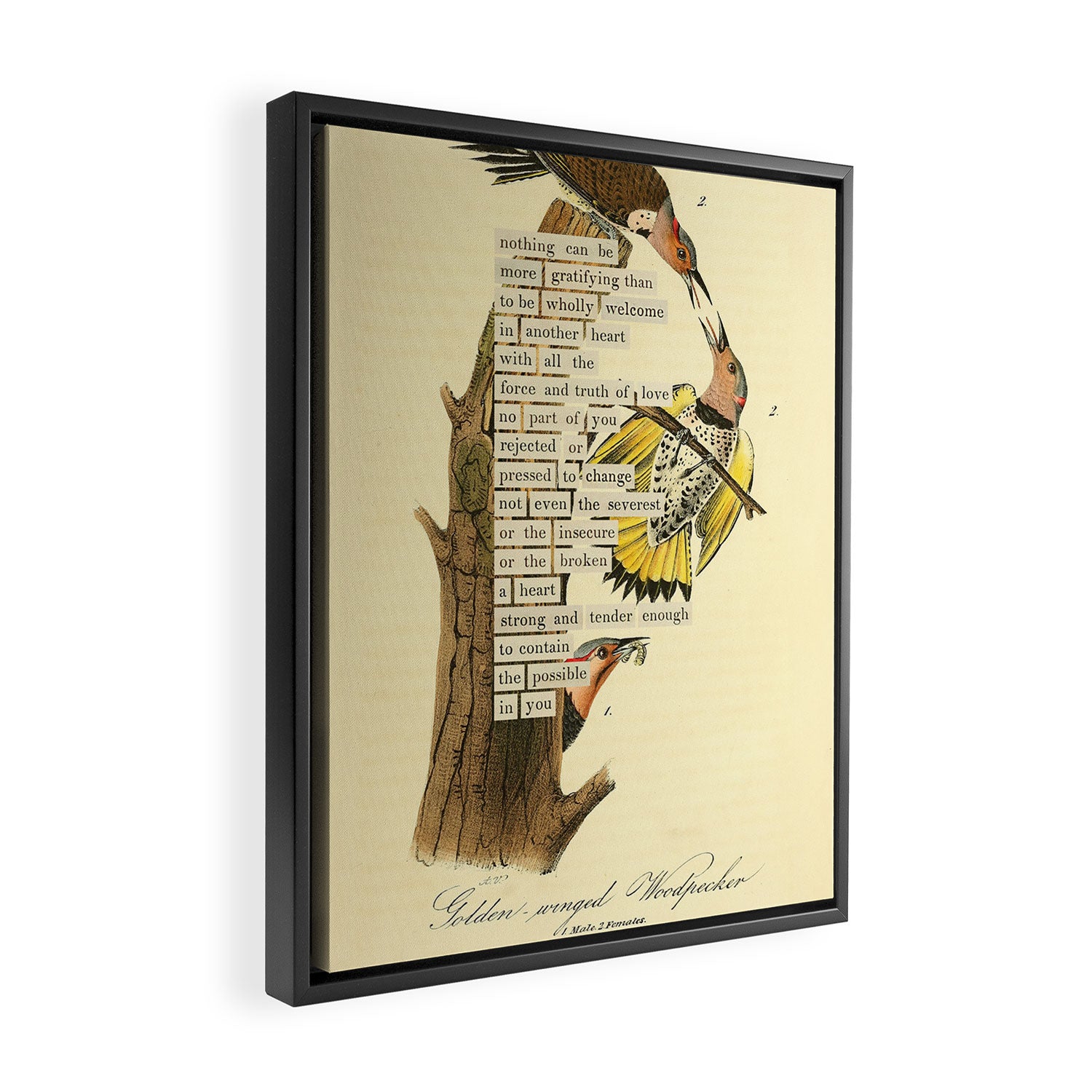 Bird Divinations: Golden-Winged Woodpecker (about: almanacofbirds.org) Framed Canvas Print Gallery Image 2