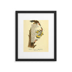 Bird Divinations: Golden-Winged Woodpecker (about: almanacofbirds.org) Framed Art Print Gallery Image 5