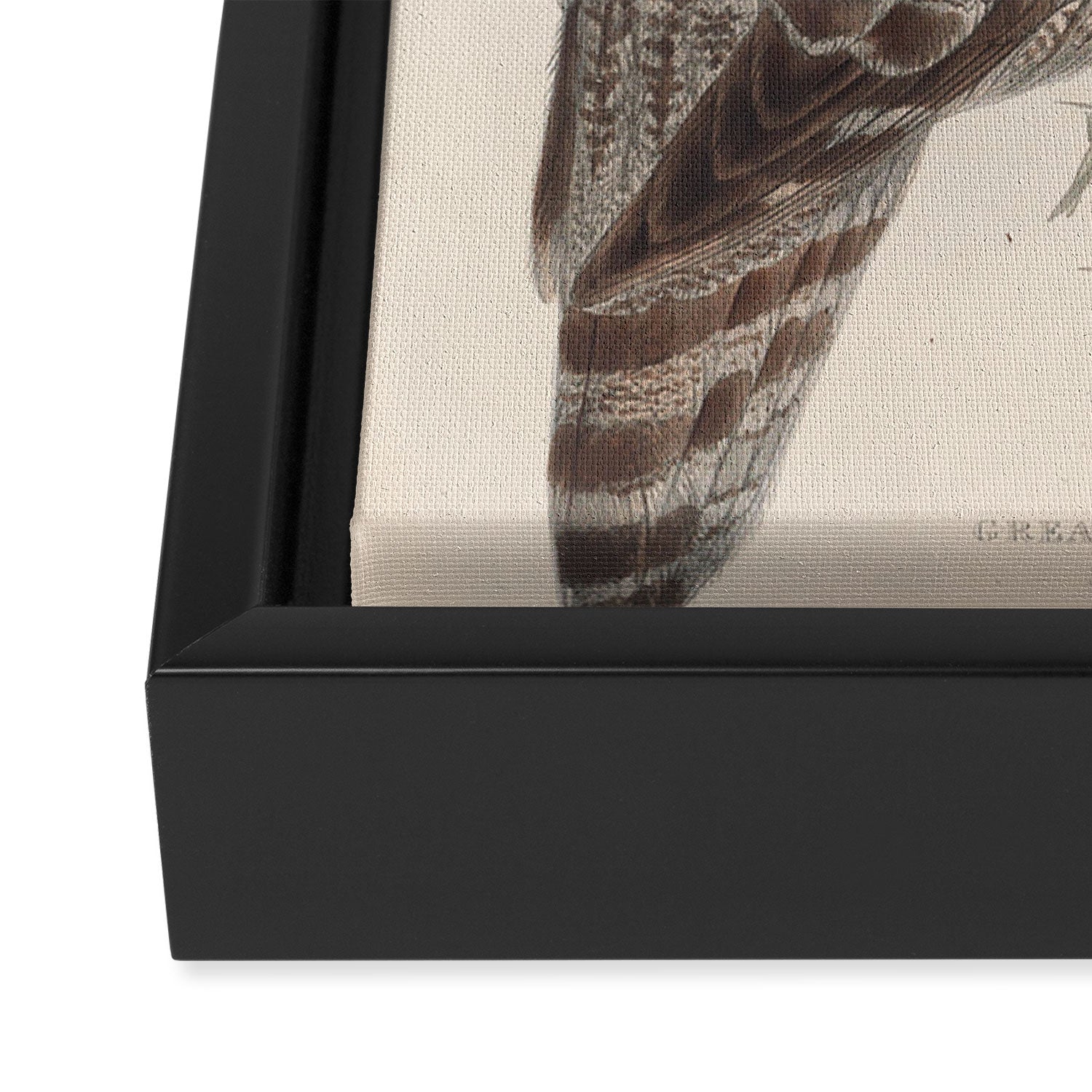 Bird Divinations: Great Cinereous Owl (about: almanacofbirds.org) Framed Canvas Print Gallery Image 3
