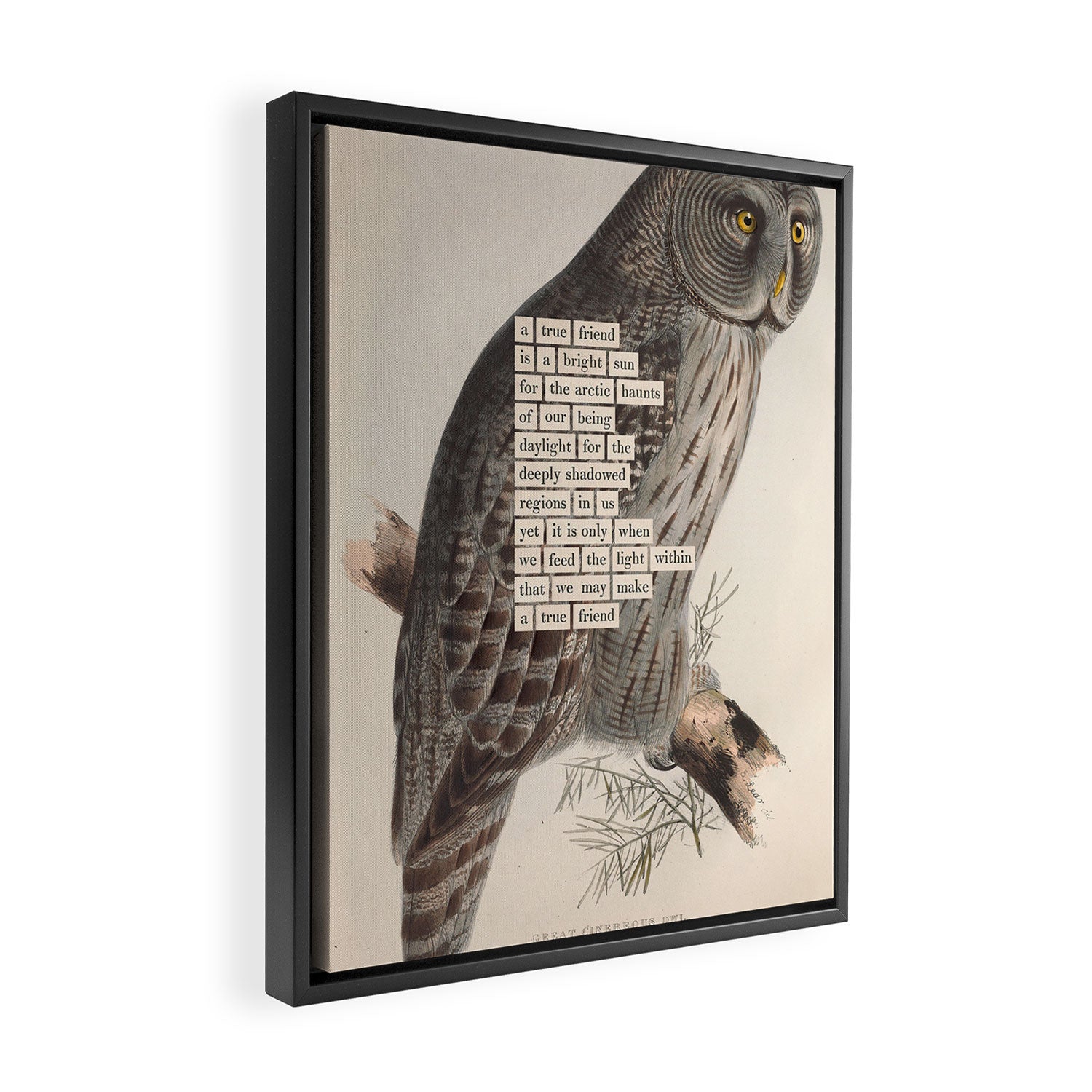Bird Divinations: Great Cinereous Owl (about: almanacofbirds.org) Framed Canvas Print Gallery Image 2