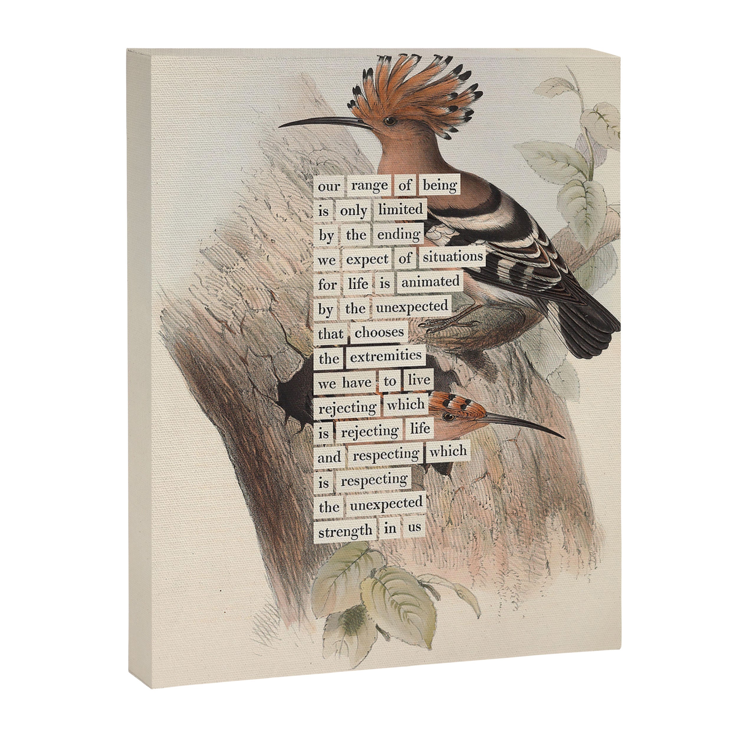 Bird Divinations: Hoopoe (about: almanacofbirds.org) Canvas Print Gallery Image 6