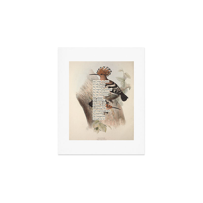 Bird Divinations: Hoopoe (about: almanacofbirds.org) Art Print Gallery Image 1