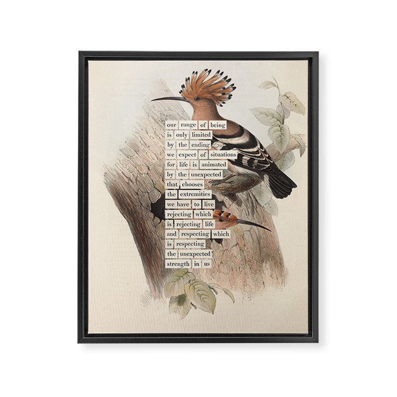Bird Divinations: Hoopoe (about: almanacofbirds.org) Framed Canvas Print Gallery Image 6
