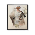 Bird Divinations: Hoopoe (about: almanacofbirds.org) Framed Canvas Print Gallery Image 6