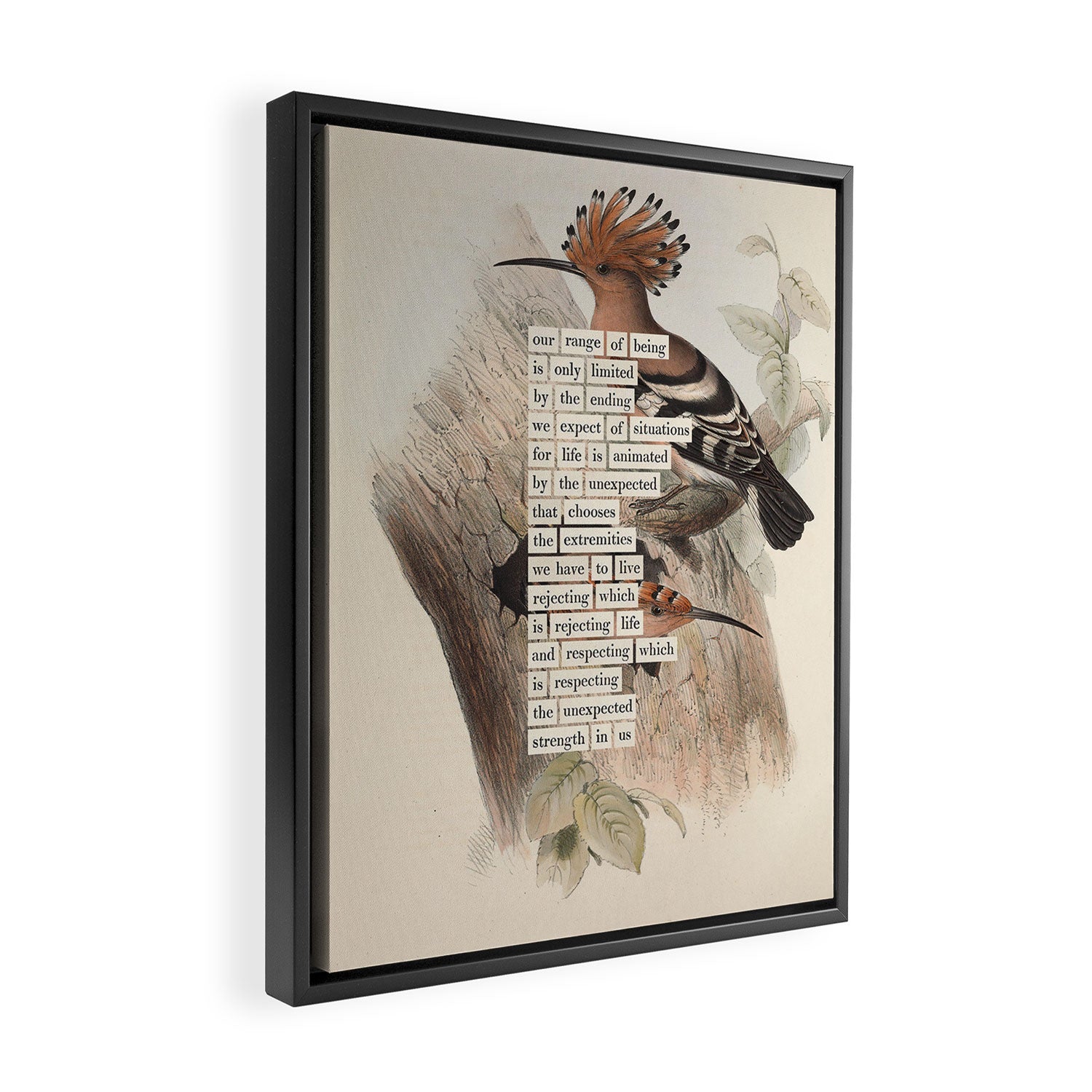 Bird Divinations: Hoopoe (about: almanacofbirds.org) Framed Canvas Print Gallery Image 2