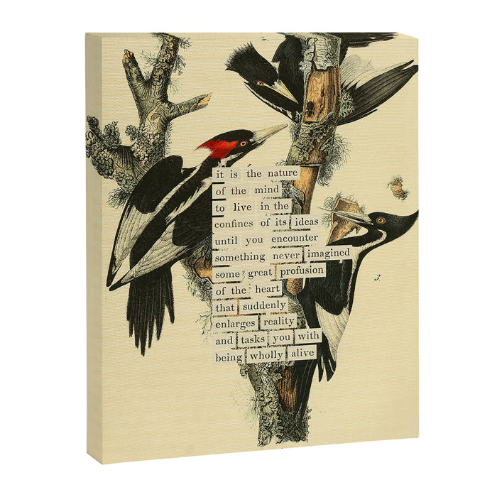 Bird Divinations: Ivory-Billed Woodpecker (about: almanacofbirds.org) Canvas Print Gallery Image 1
