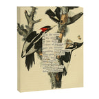 Bird Divinations: Ivory-Billed Woodpecker (about: almanacofbirds.org) Canvas Print Gallery Image 6