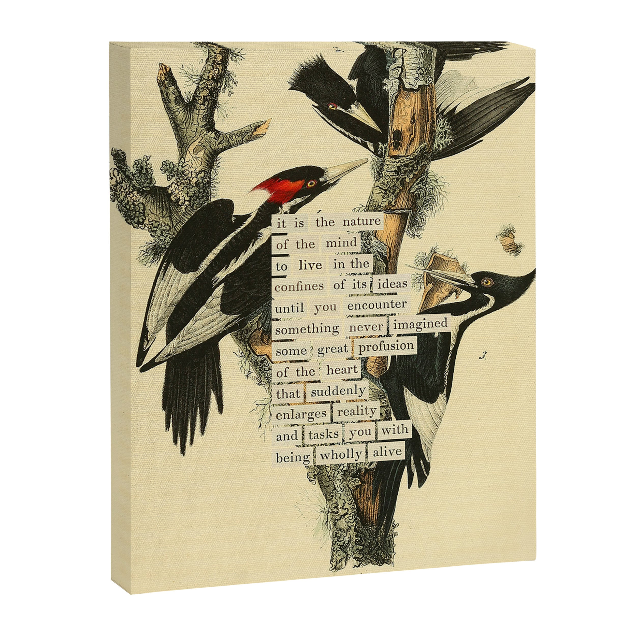 Bird Divinations: Ivory-Billed Woodpecker (about: almanacofbirds.org) Canvas Print Gallery Image 6