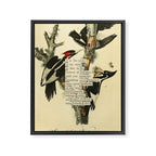 Bird Divinations: Ivory-Billed Woodpecker (about: almanacofbirds.org) Framed Canvas Print Gallery Image 6