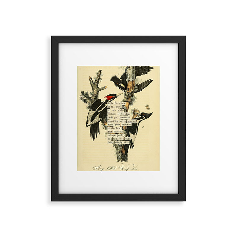 Bird Divinations: Ivory-Billed Woodpecker (about: almanacofbirds.org) Framed Art Print Gallery Image 4