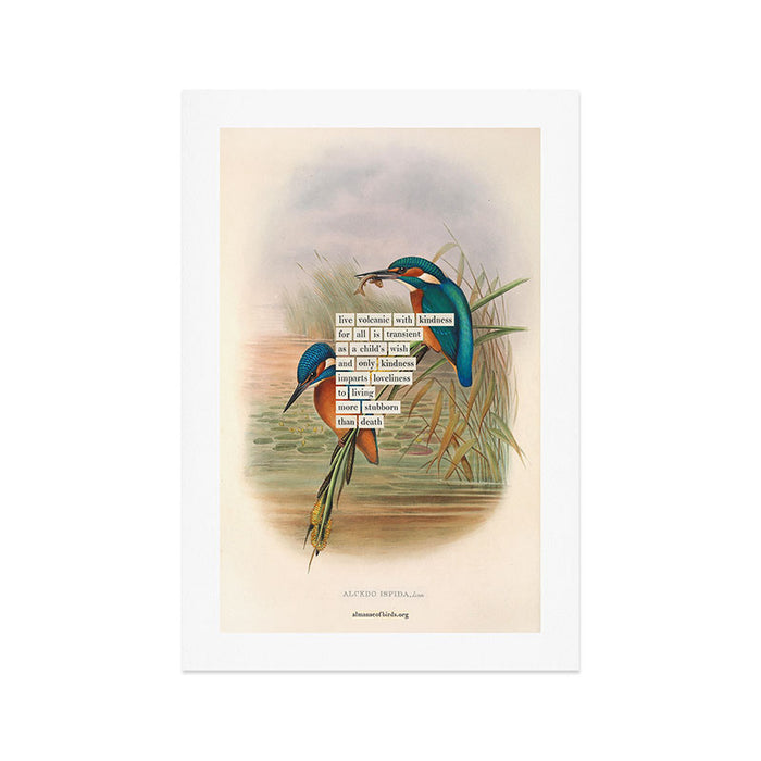 Bird Divinations: Kingfisher (about: almanacofbirds.org) Art Print Gallery Image 1
