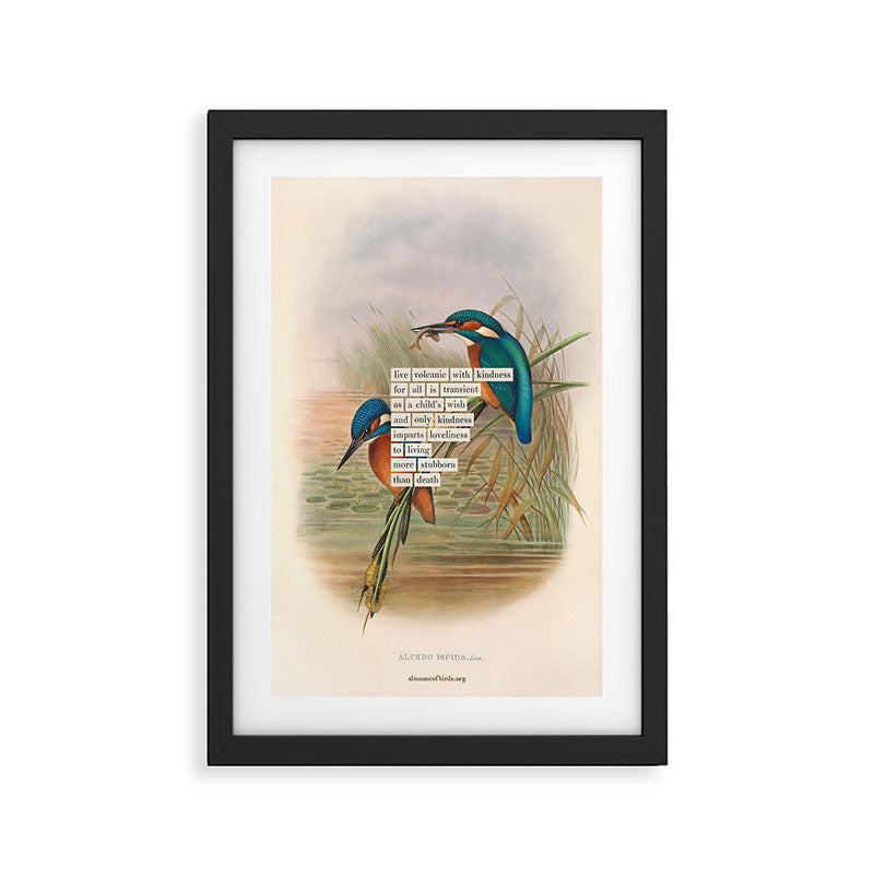 Bird Divinations: Kingfisher (about: almanacofbirds.org) Framed Art Print Gallery Image 2