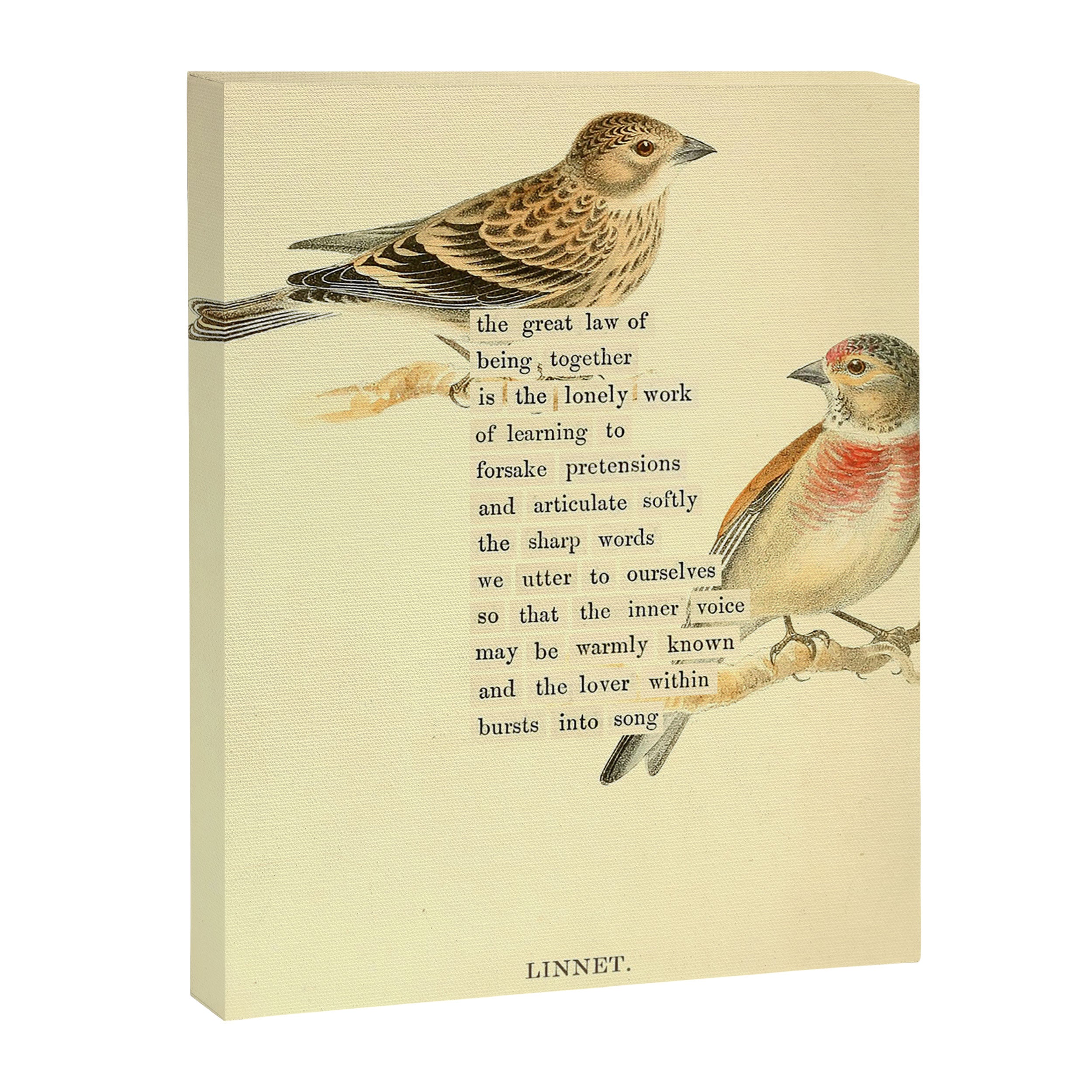 Bird Divinations: Linnet (about: almanacofbirds.org) Canvas Print Gallery Image 6