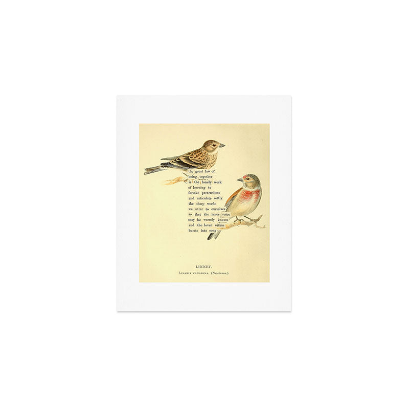 Bird Divinations: Linnet (about: almanacofbirds.org) Art Print Gallery Image 1