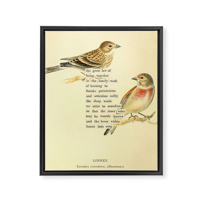 Bird Divinations: Linnet (about: almanacofbirds.org) Framed Canvas Print Gallery Image 1