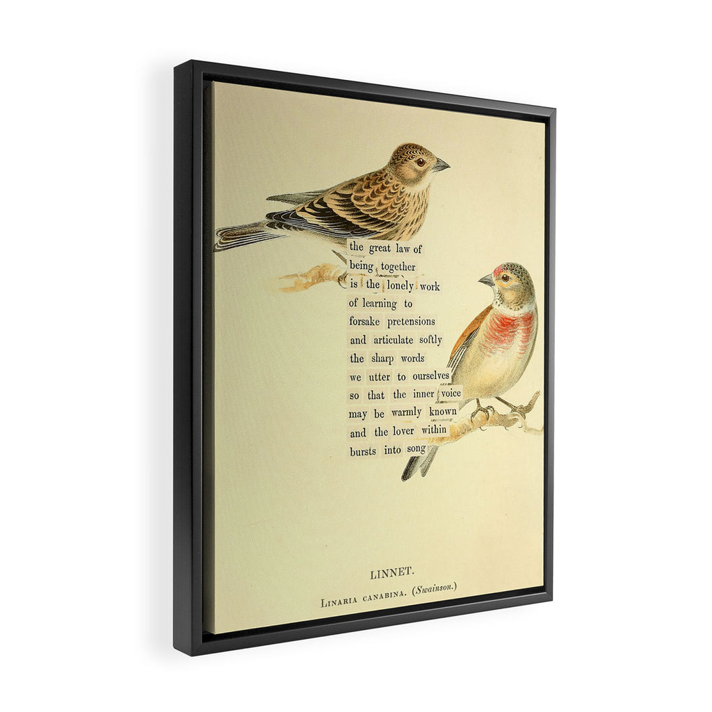 Bird Divinations: Linnet (about: almanacofbirds.org) Framed Canvas Print Gallery Image 2