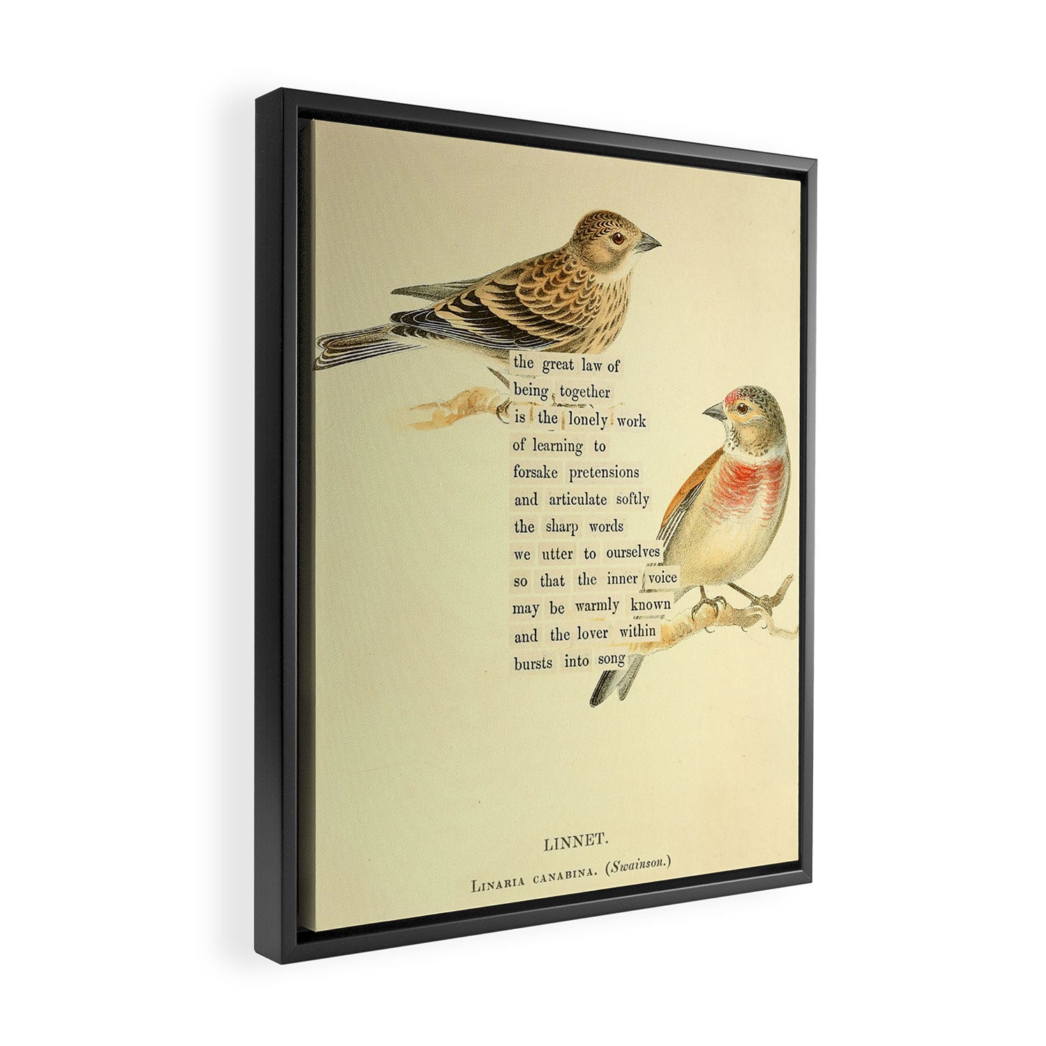 Bird Divinations: Linnet (about: almanacofbirds.org) Framed Canvas Print Gallery Image 2
