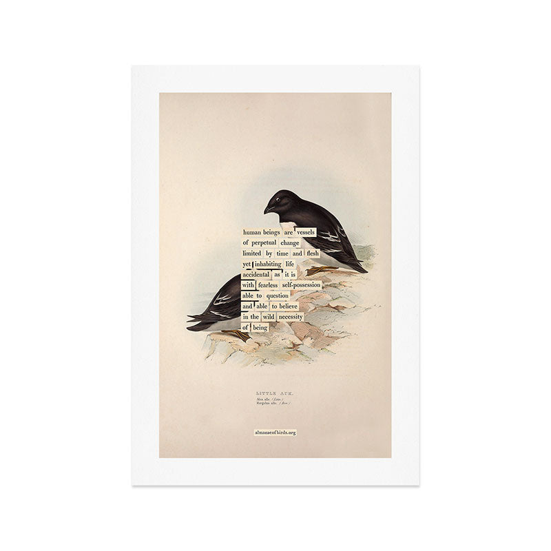 Bird Divinations: Little Auk (about: almanacofbirds.org) Art Print Gallery Image 1