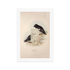 Bird Divinations: Little Auk (about: almanacofbirds.org) Art Print Gallery Image 1