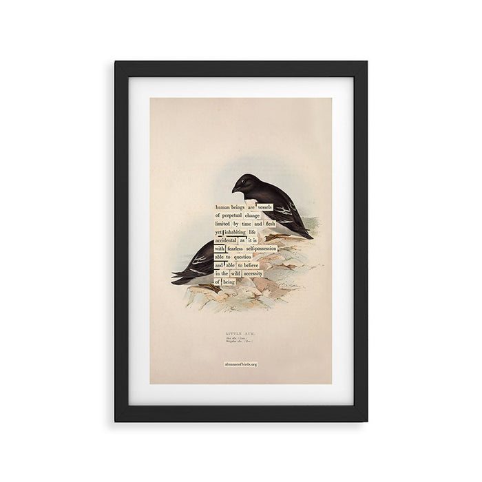 Bird Divinations: Little Auk (about: almanacofbirds.org) Framed Art Print Gallery Image 1