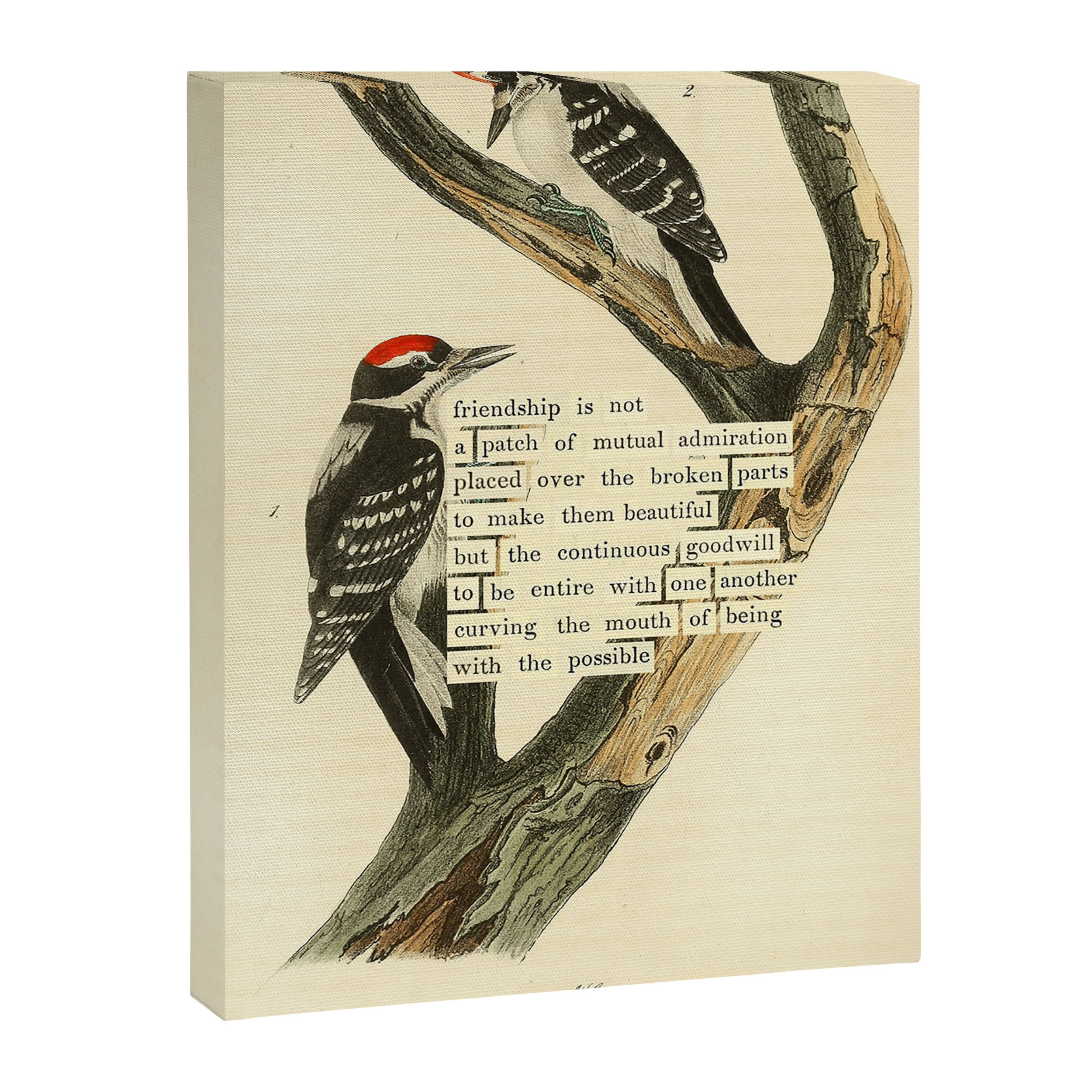Bird Divinations: Maria's Woodpecker (about: almanacofbirds.org) Canvas Print Gallery Image 6