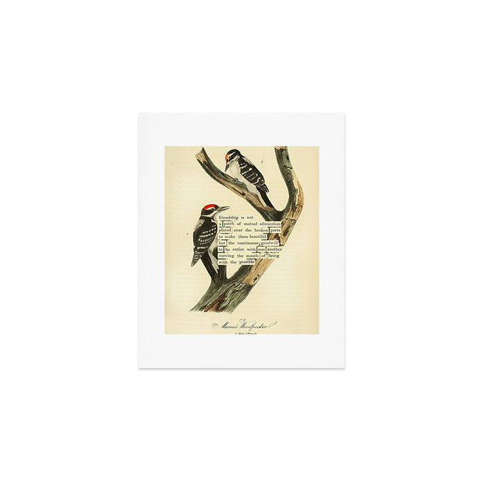 Bird Divinations: Maria's Woodpecker (about: almanacofbirds.org) Art Print Gallery Image 1