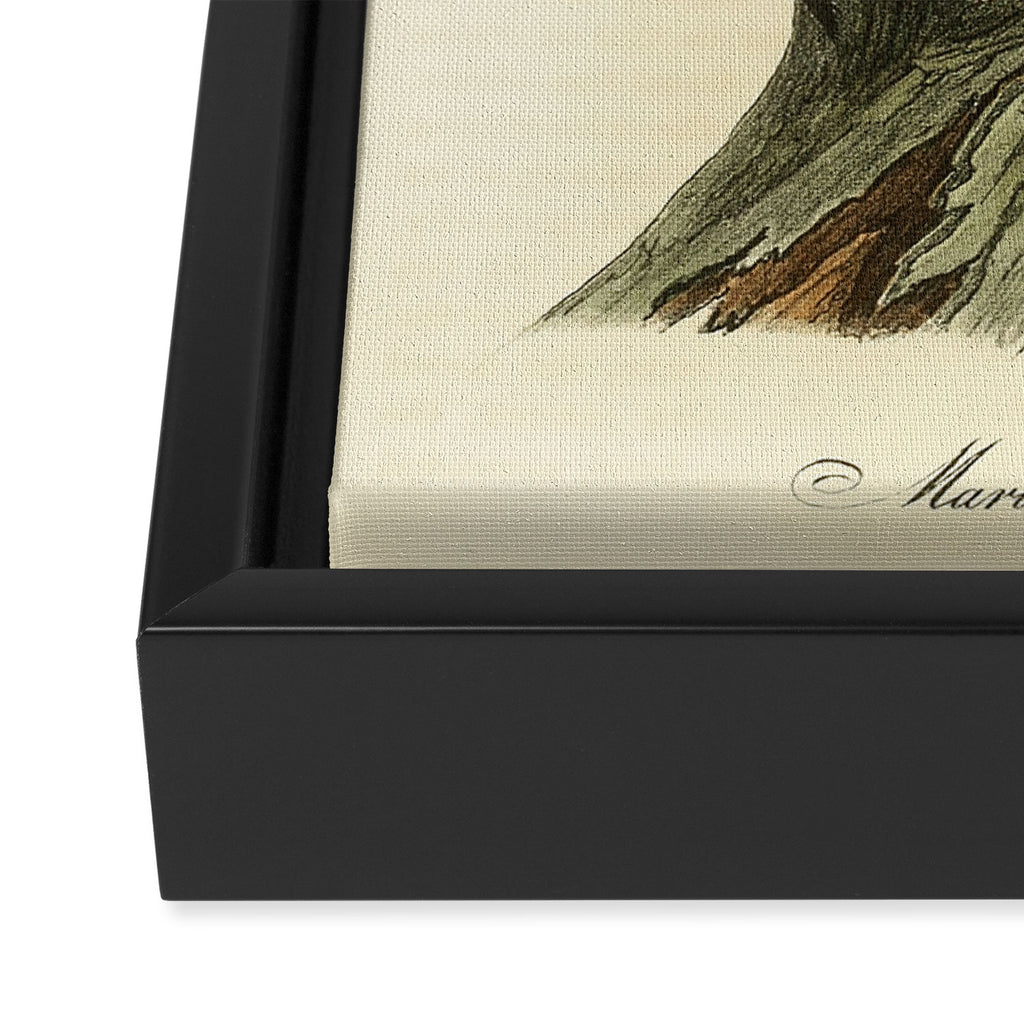 Bird Divinations: Maria's Woodpecker (about: almanacofbirds.org) Framed Canvas Print Gallery Image 3