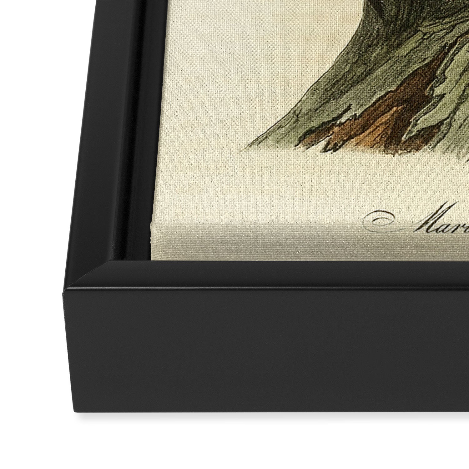 Bird Divinations: Maria's Woodpecker (about: almanacofbirds.org) Framed Canvas Print Gallery Image 3
