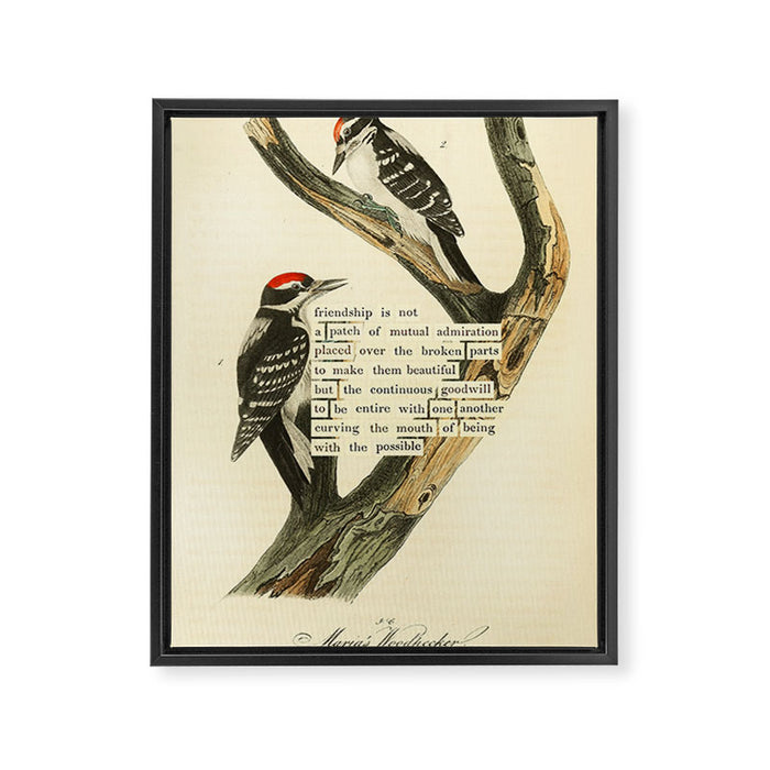 Bird Divinations: Maria's Woodpecker (about: almanacofbirds.org) Framed Canvas Print Gallery Image 1
