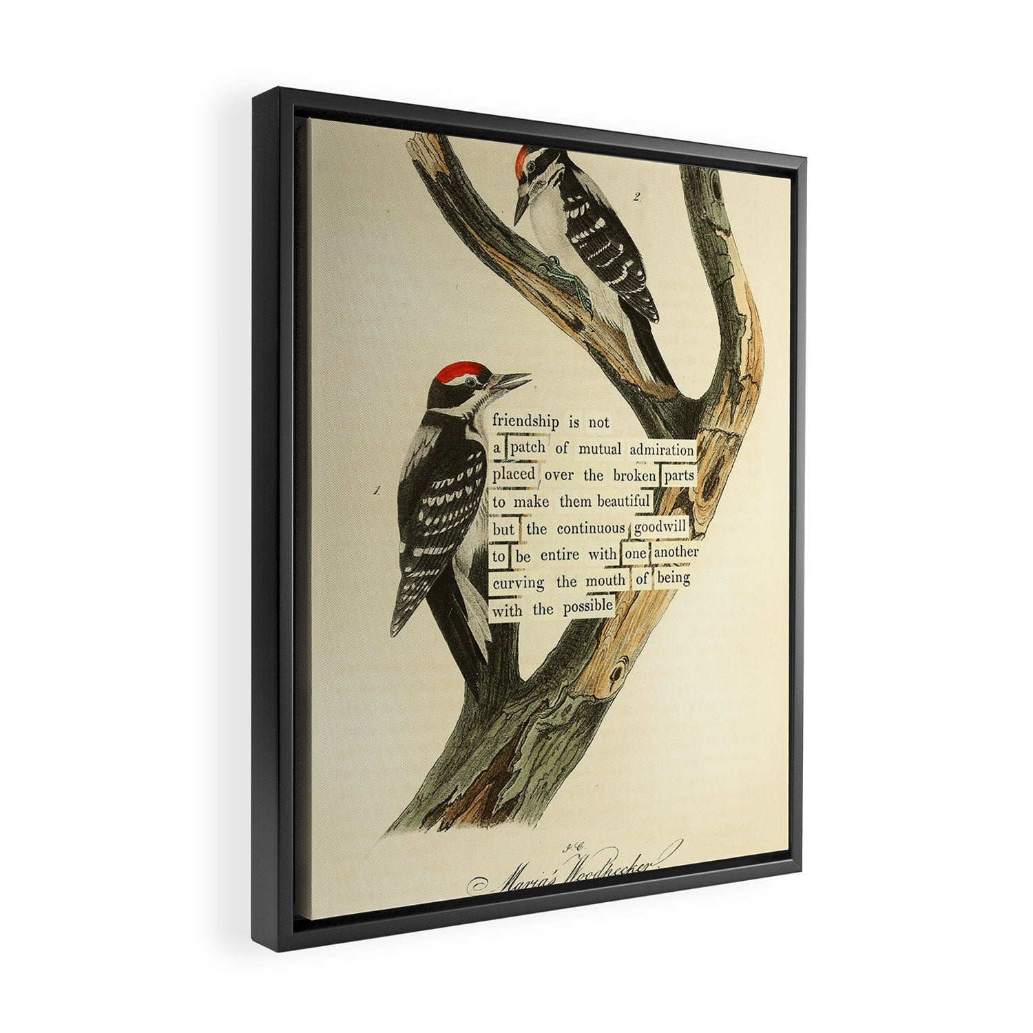 Bird Divinations: Maria's Woodpecker (about: almanacofbirds.org) Framed Canvas Print Gallery Image 2