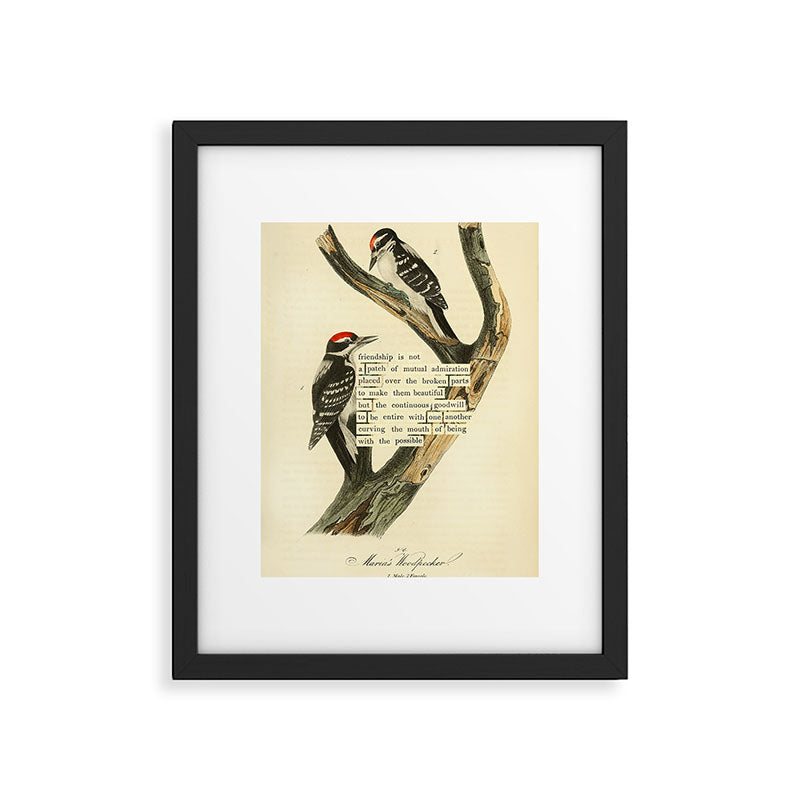 Bird Divinations: Maria's Woodpecker (about: almanacofbirds.org) Framed Art Print Gallery Image 4