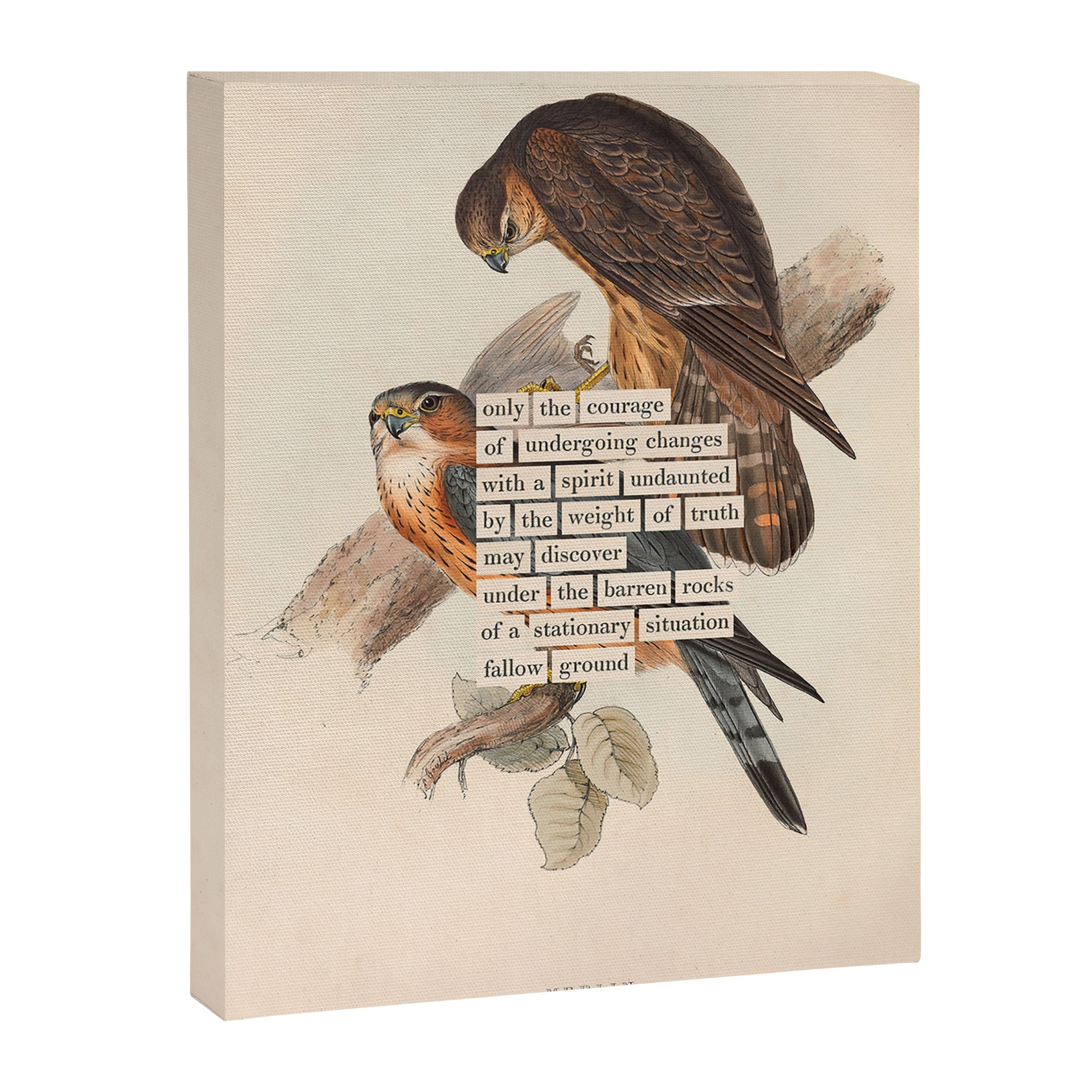 Bird Divinations: Merlin (about: almanacofbirds.org) Canvas Print Gallery Image 6