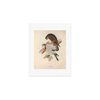 Bird Divinations: Merlin (about: almanacofbirds.org) Art Print Gallery Image 1