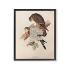 Bird Divinations: Merlin (about: almanacofbirds.org) Framed Canvas Print Gallery Image 6