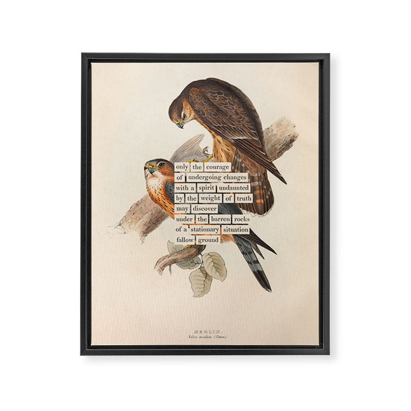 Bird Divinations: Merlin (about: almanacofbirds.org) Framed Canvas Print Gallery Image 6