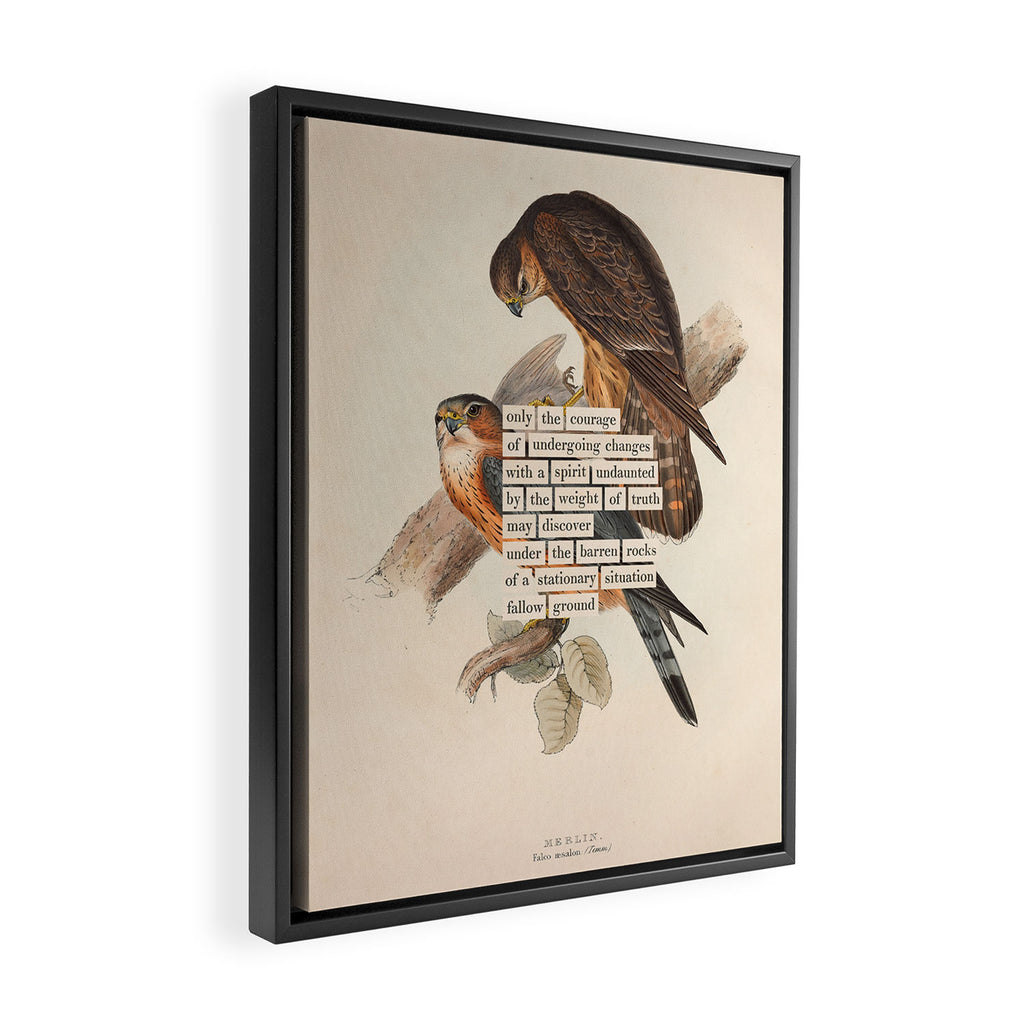 Bird Divinations: Merlin (about: almanacofbirds.org) Framed Canvas Print Gallery Image 2