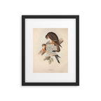 Bird Divinations: Merlin (about: almanacofbirds.org) Framed Art Print Gallery Image 5