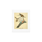 Bird Divinations: Passenger Pigeon (about: almanacofbirds.org) Art Print Gallery Image 1