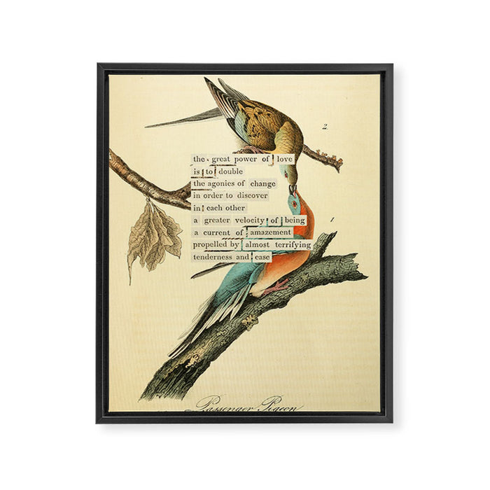 Bird Divinations: Passenger Pigeon (about: almanacofbirds.org) Framed Canvas Print Gallery Image 1