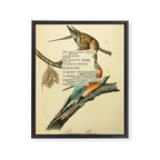 Bird Divinations: Passenger Pigeon (about: almanacofbirds.org) Framed Canvas Print Gallery Image 6