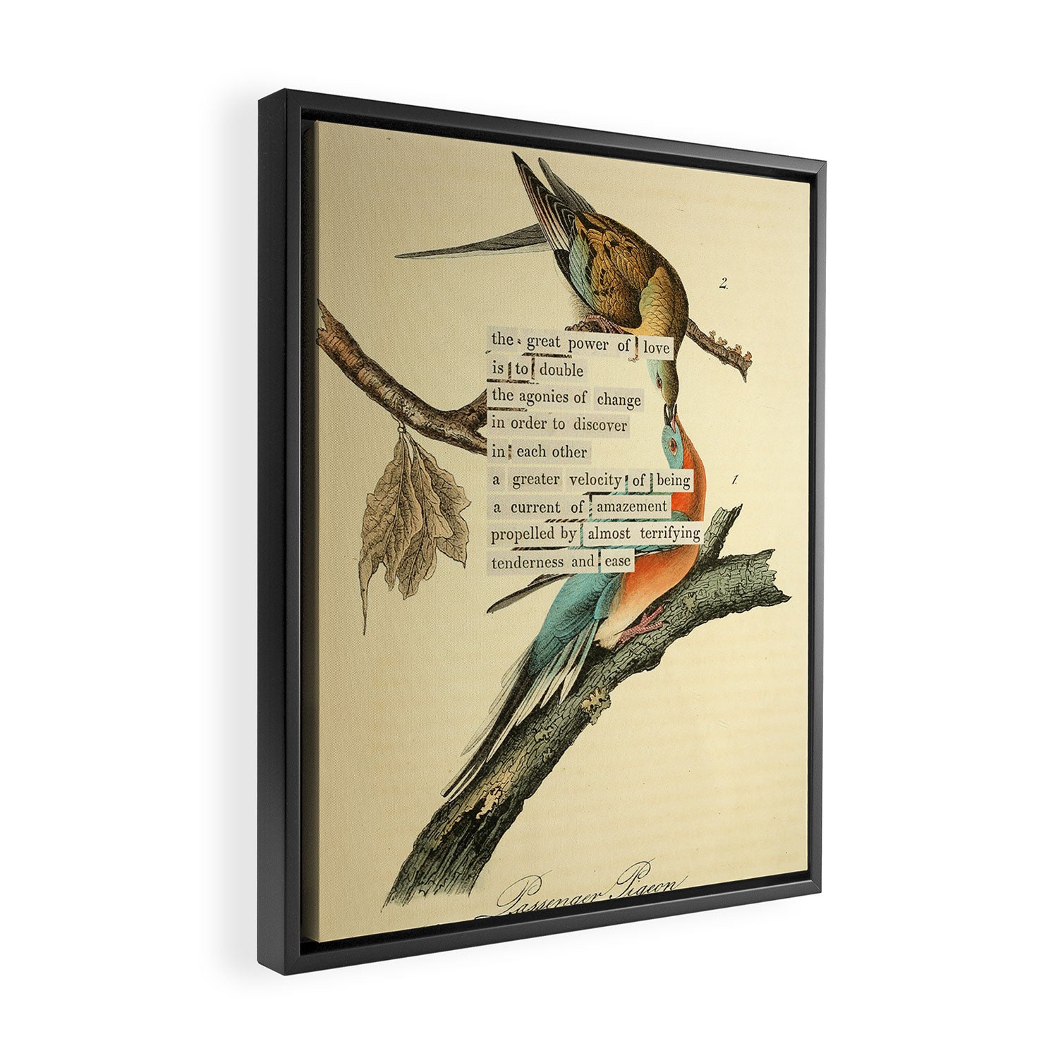 Bird Divinations: Passenger Pigeon (about: almanacofbirds.org) Framed Canvas Print Gallery Image 2