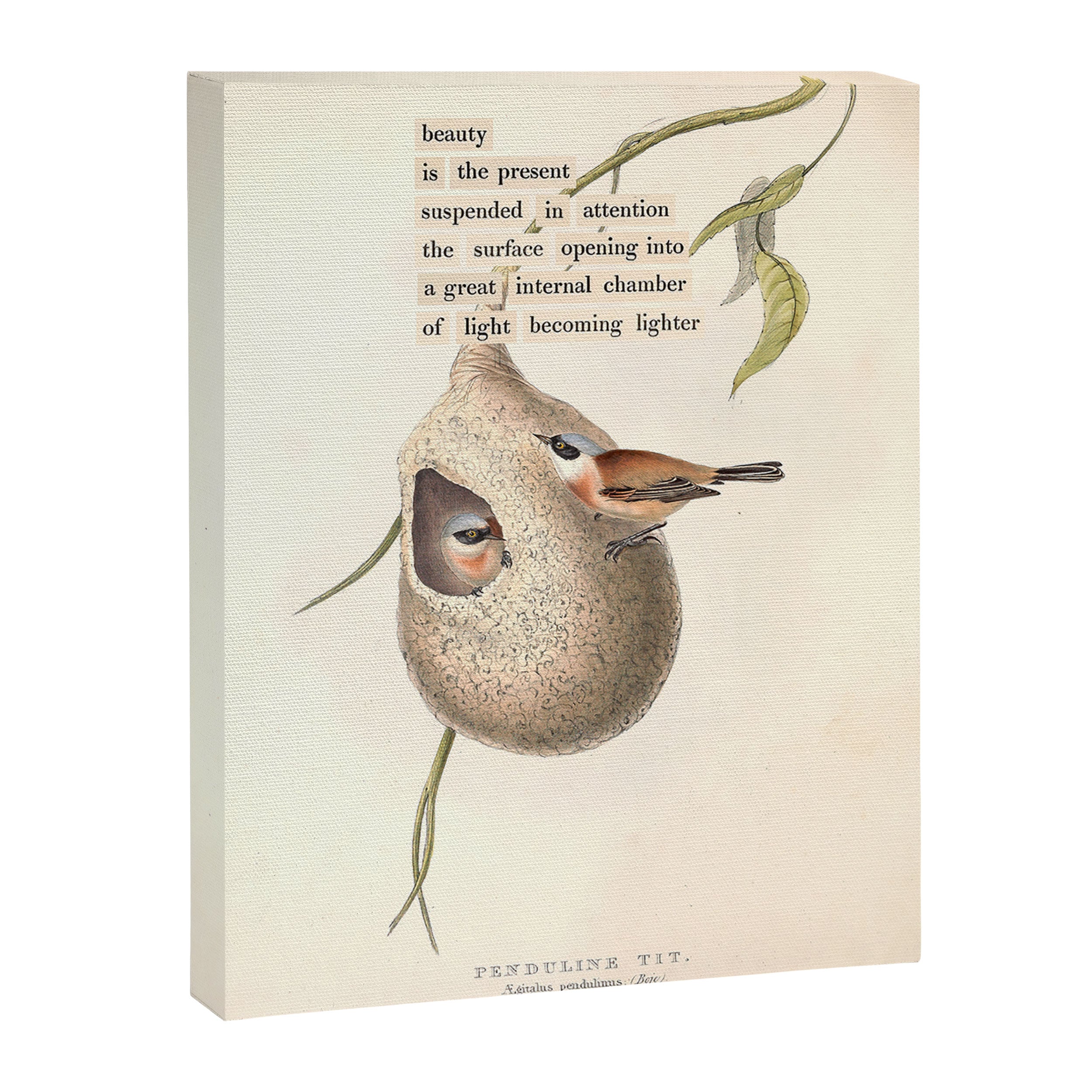 Bird Divinations: Penduline Tit (about: almanacofbirds.org) Canvas Print Gallery Image 6