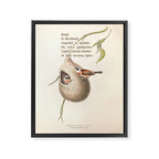 Bird Divinations: Penduline Tit (about: almanacofbirds.org) Framed Canvas Print Gallery Image 6