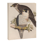 Bird Divinations: Peregrine Falcon (about: almanacofbirds.org) Canvas Print Gallery Image 6
