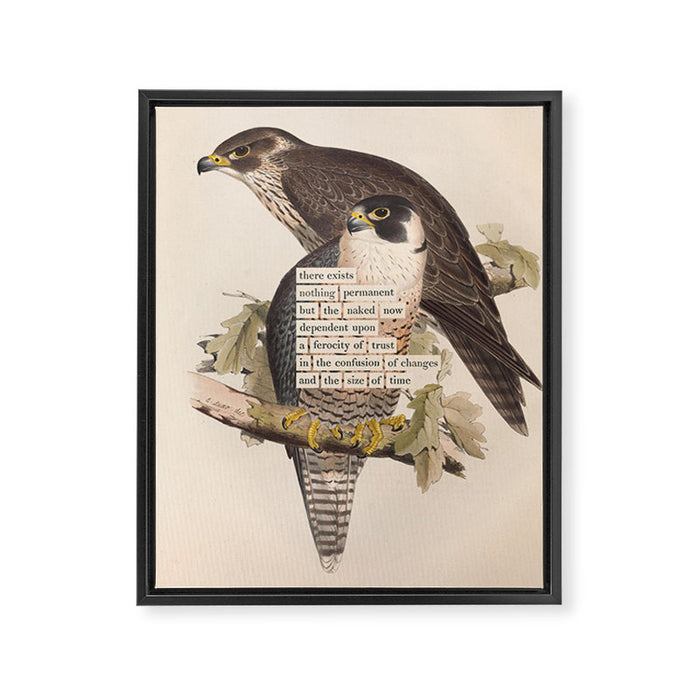 Bird Divinations: Peregrine Falcon (about: almanacofbirds.org) Framed Canvas Print Gallery Image 1
